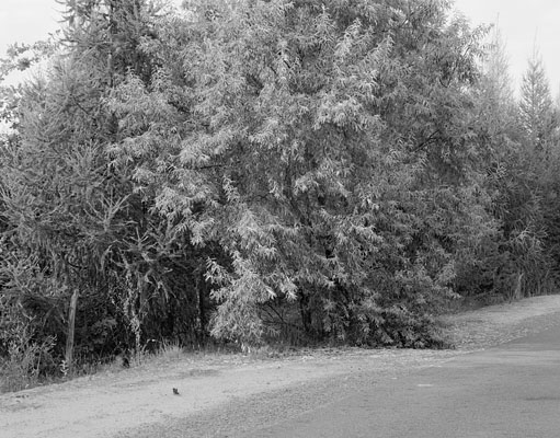 Brandenburg I, 2009–2015